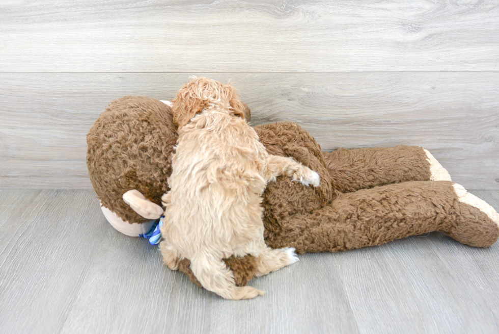 Smart Cockapoo Poodle Mix Pup