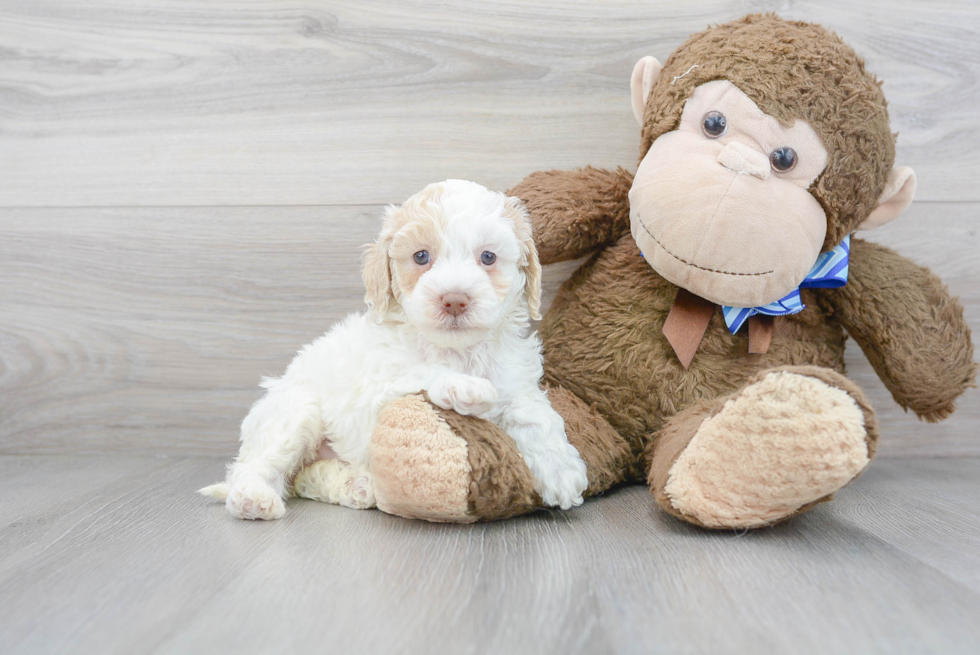 Hypoallergenic Cockerpoo Poodle Mix Puppy