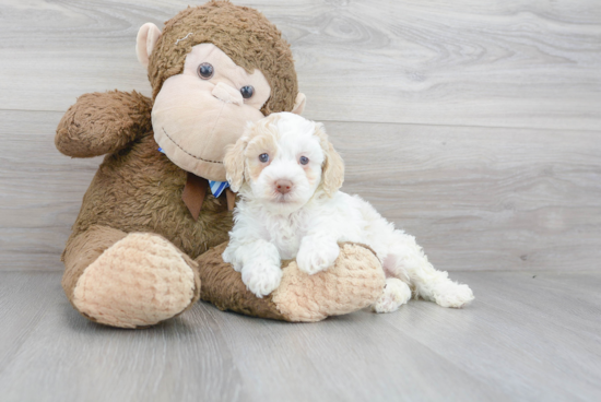 Playful Cockerpoo Poodle Mix Puppy