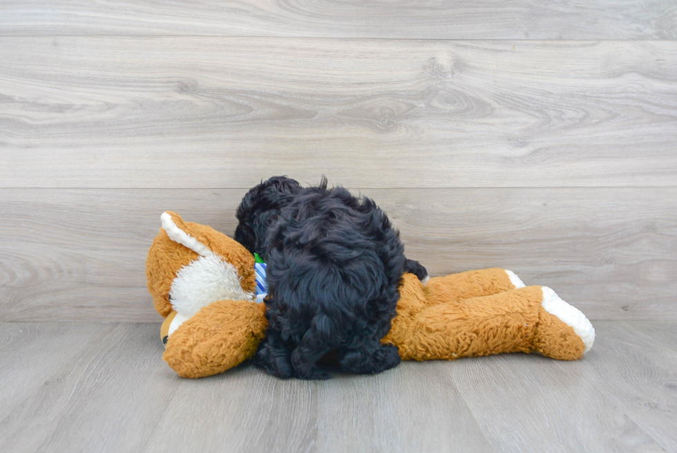 Cute Cockapoo Baby