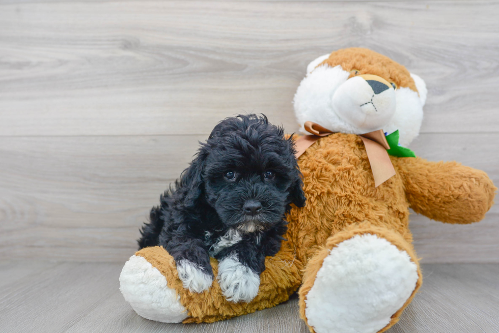 Cockapoo Puppy for Adoption