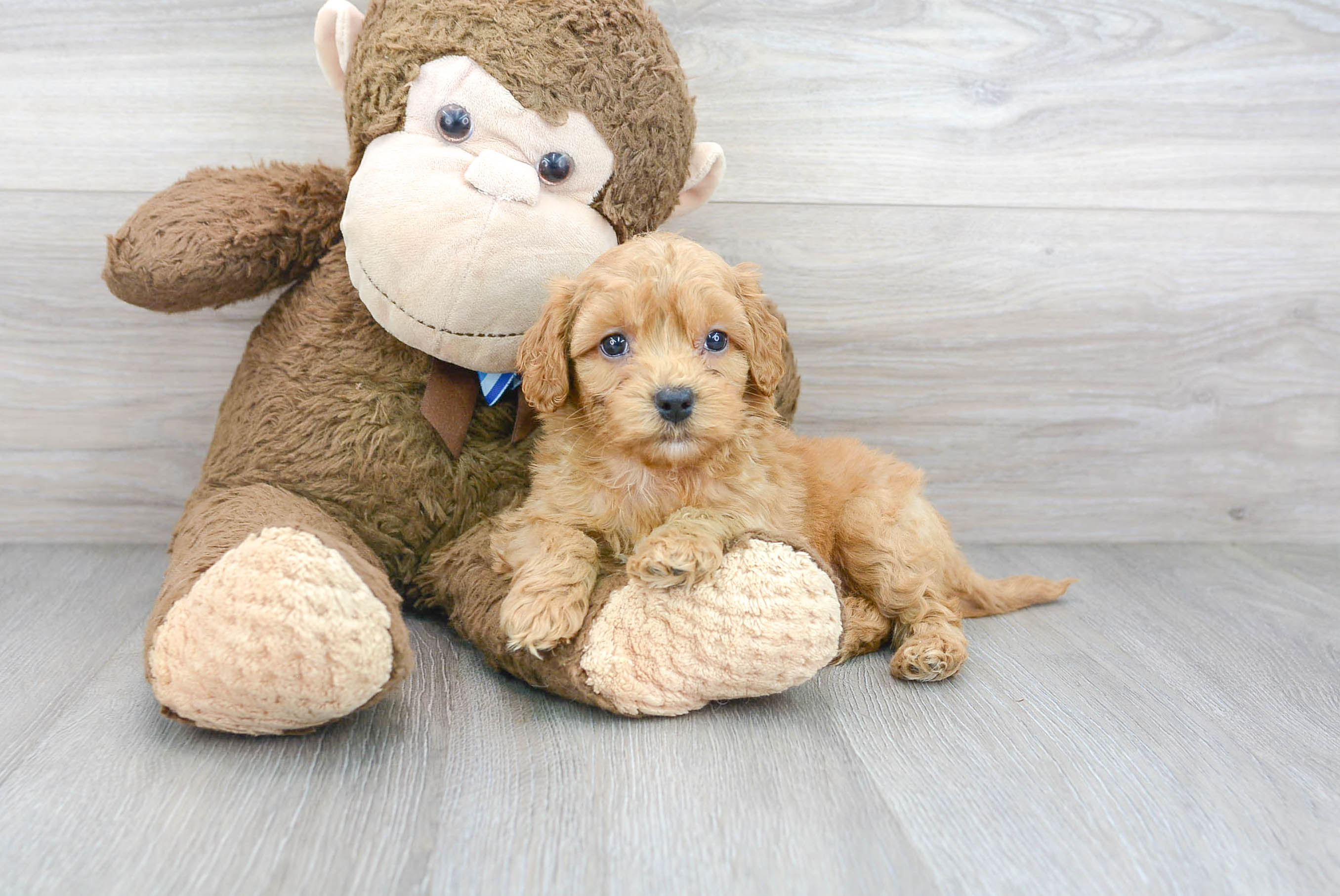 Sweet Cockapoo Baby