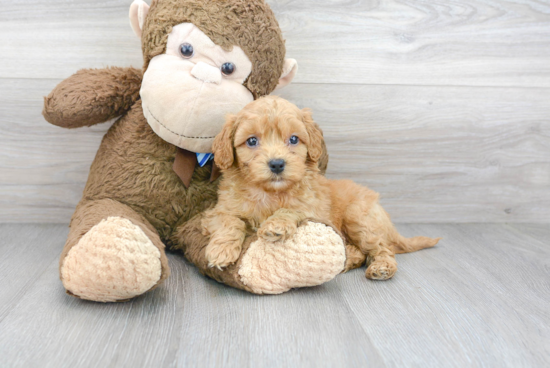 Sweet Cockapoo Baby