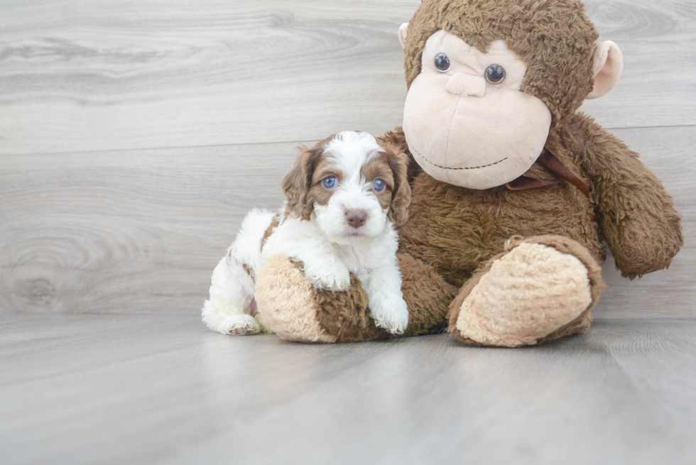 Cockapoo Pup Being Cute