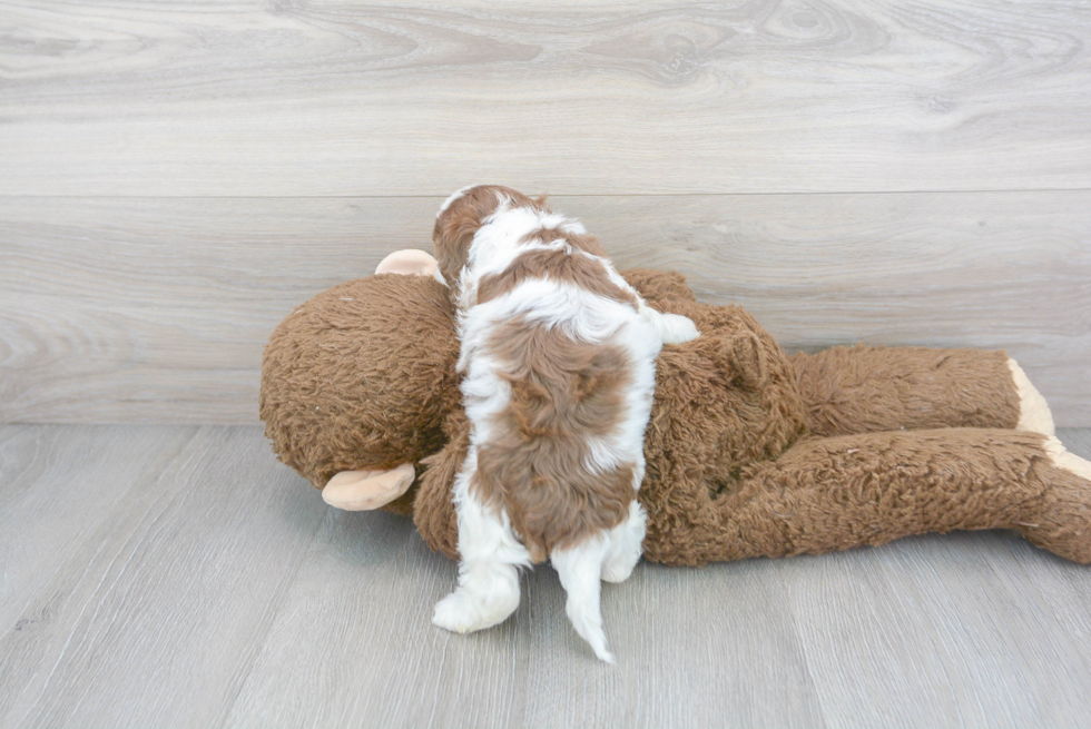 Cute Cockerpoo Poodle Mix Puppy