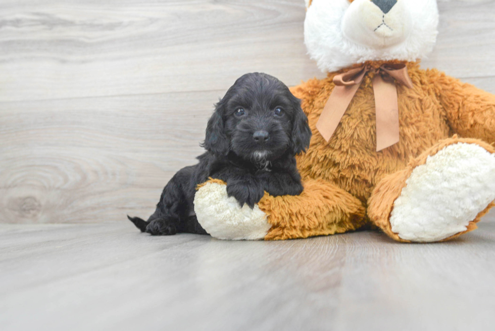 Energetic Cockerpoo Poodle Mix Puppy