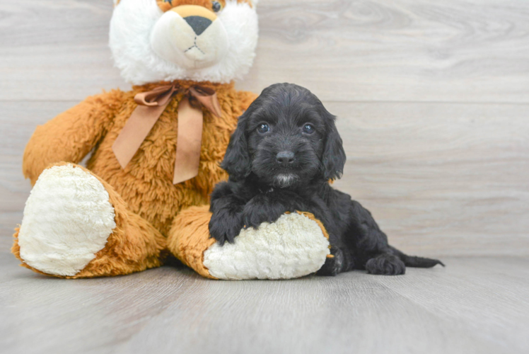 Small Cockapoo Baby