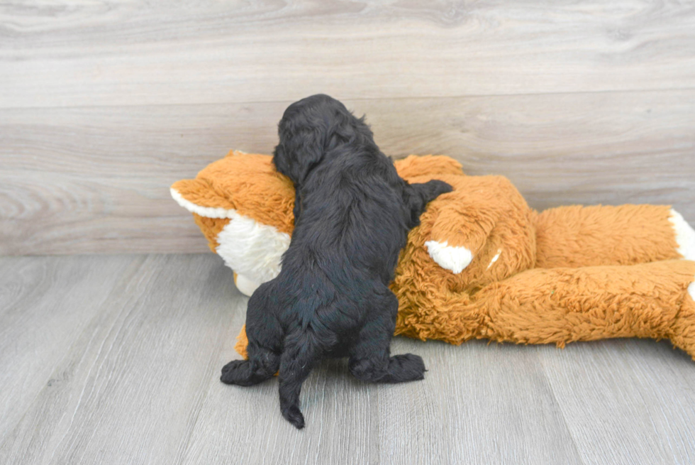 Cockapoo Pup Being Cute