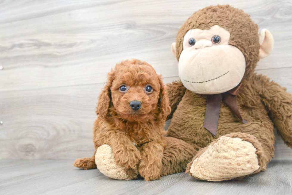 Best Cockapoo Baby