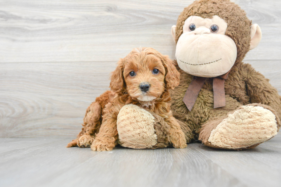 Cockapoo Pup Being Cute