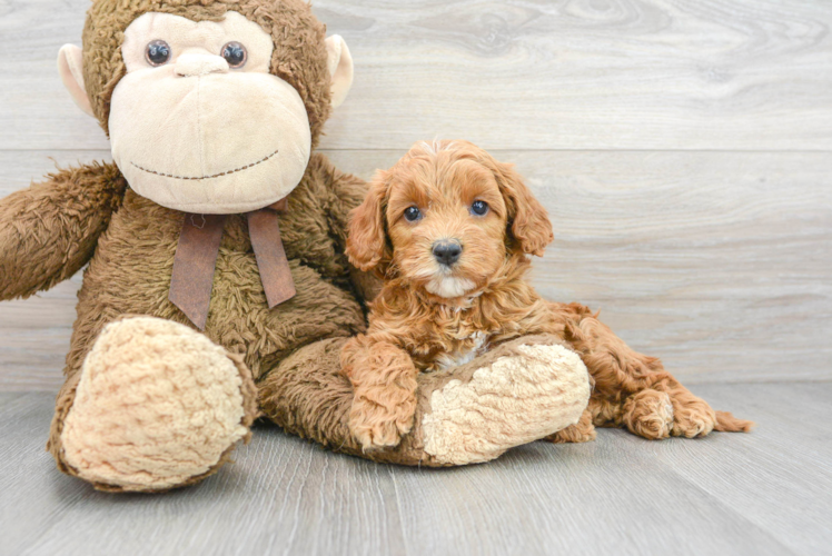 Funny Cockapoo Poodle Mix Pup