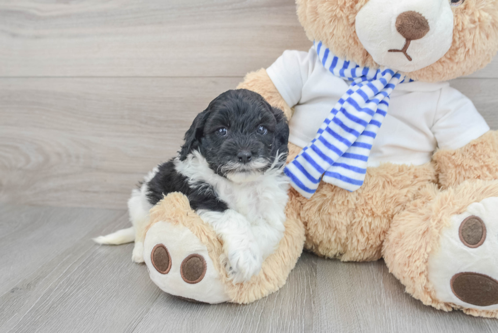 Cockapoo Pup Being Cute