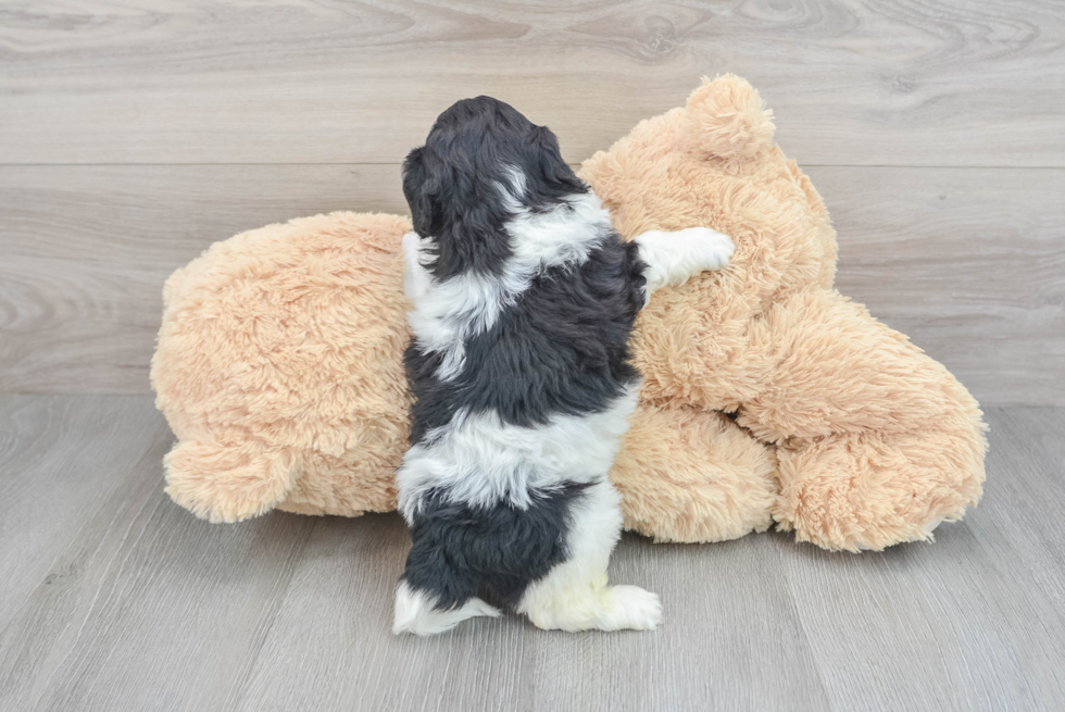 Cute Cockapoo Baby