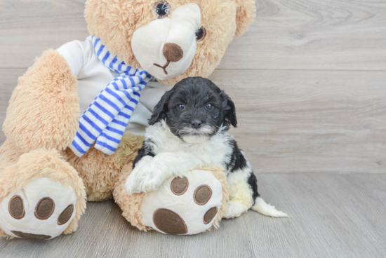 Cockapoo Puppy for Adoption