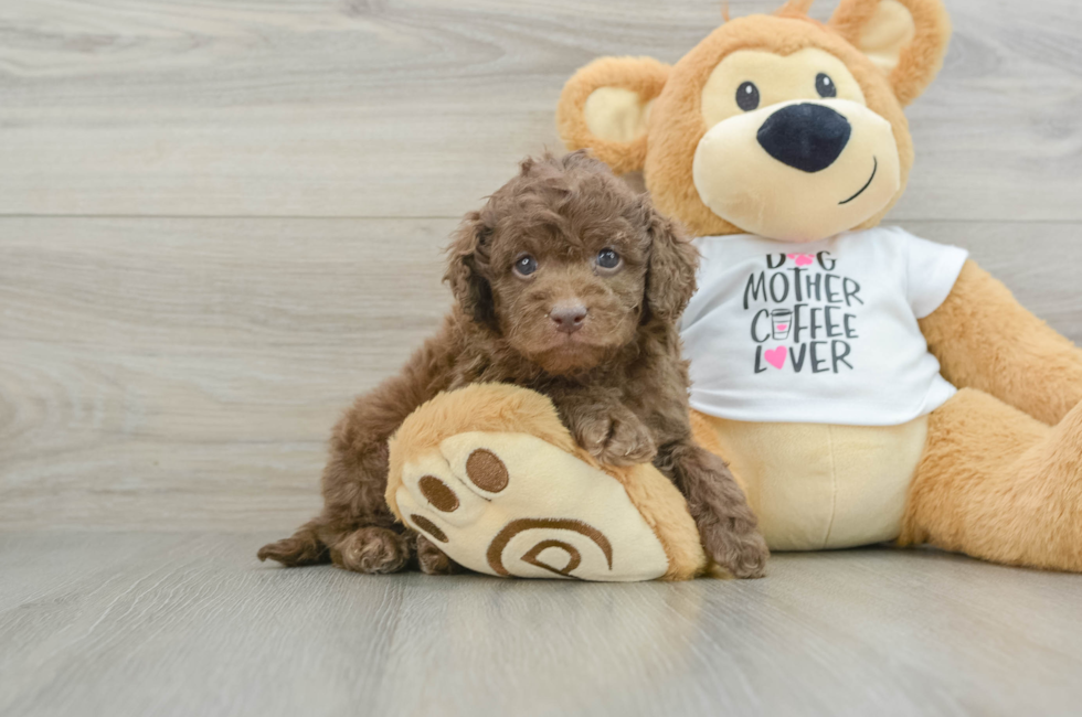 5 week old Cockapoo Puppy For Sale - Premier Pups