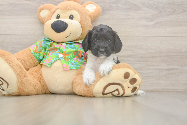 Best Cockapoo Baby