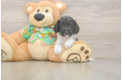 Best Cockapoo Baby