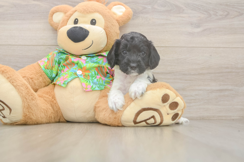 5 week old Cockapoo Puppy For Sale - Premier Pups