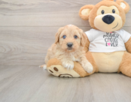 5 week old Cockapoo Puppy For Sale - Premier Pups