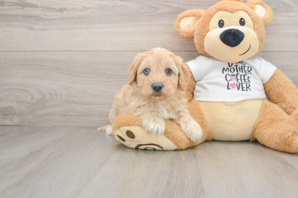 Funny Cockapoo Poodle Mix Pup