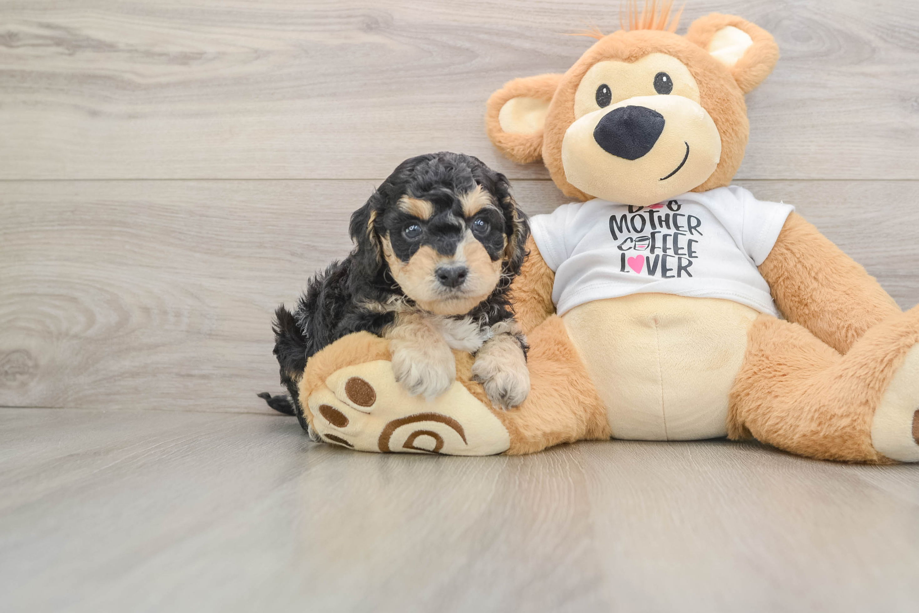 Funny Cockapoo Faraday: 6lb 6oz Doodle Puppy