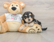 5 week old Cockapoo Puppy For Sale - Premier Pups