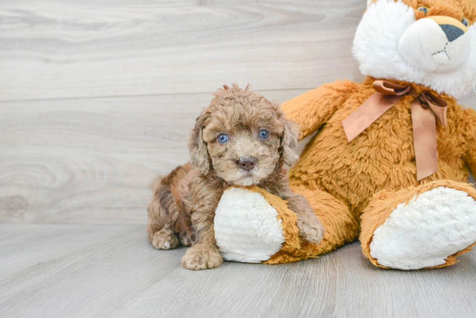 Best Cockapoo Baby