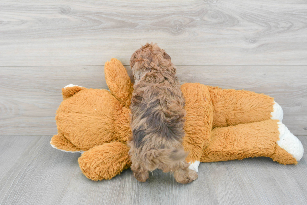 Cute Cockapoo Baby
