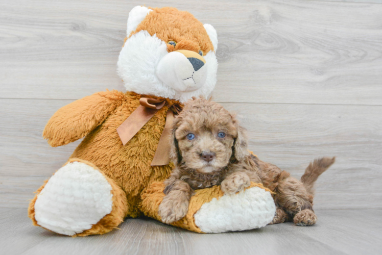 Cockapoo Pup Being Cute