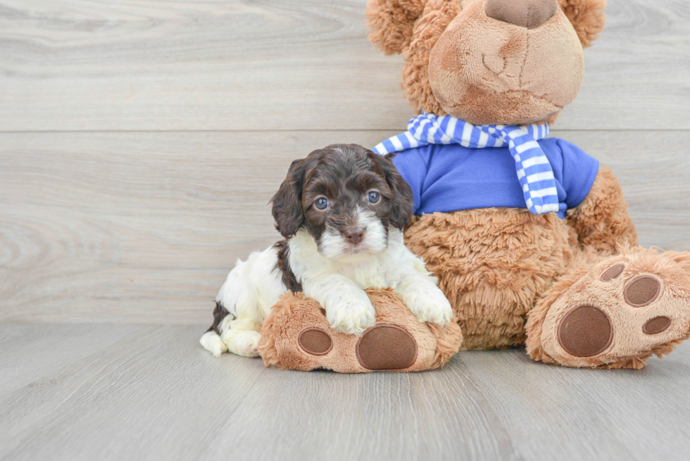Small Cockapoo Baby