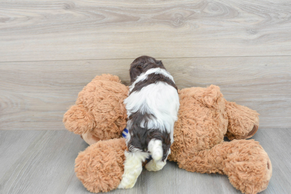 Popular Cockapoo Poodle Mix Pup