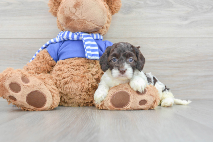 Best Cockapoo Baby