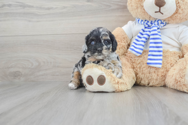 Hypoallergenic Cockerpoo Poodle Mix Puppy