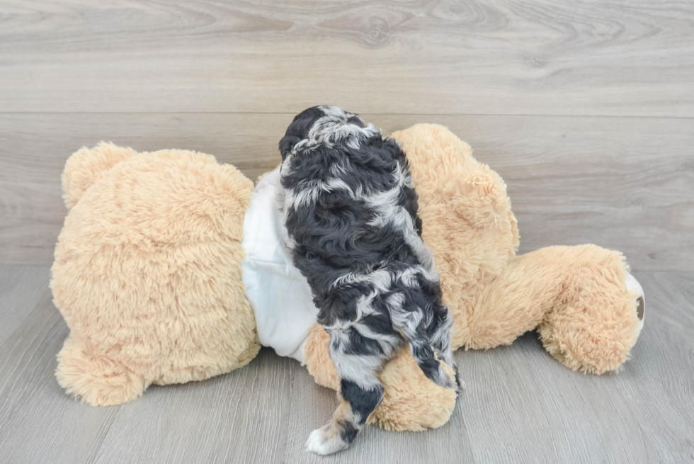 Funny Cockapoo Poodle Mix Pup