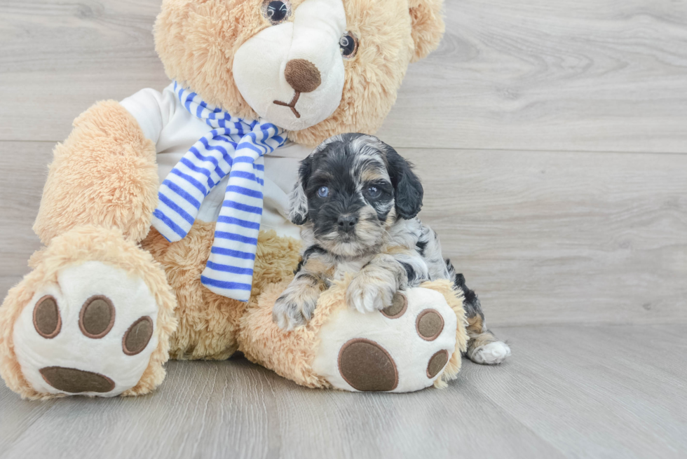 Small Cockapoo Baby