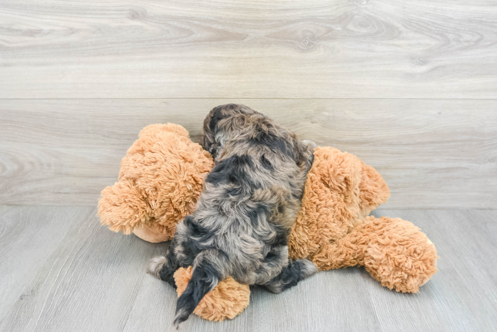 Hypoallergenic Cockerpoo Poodle Mix Puppy