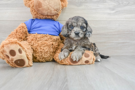 Funny Cockapoo Poodle Mix Pup