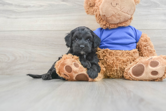 Cockapoo Puppy for Adoption