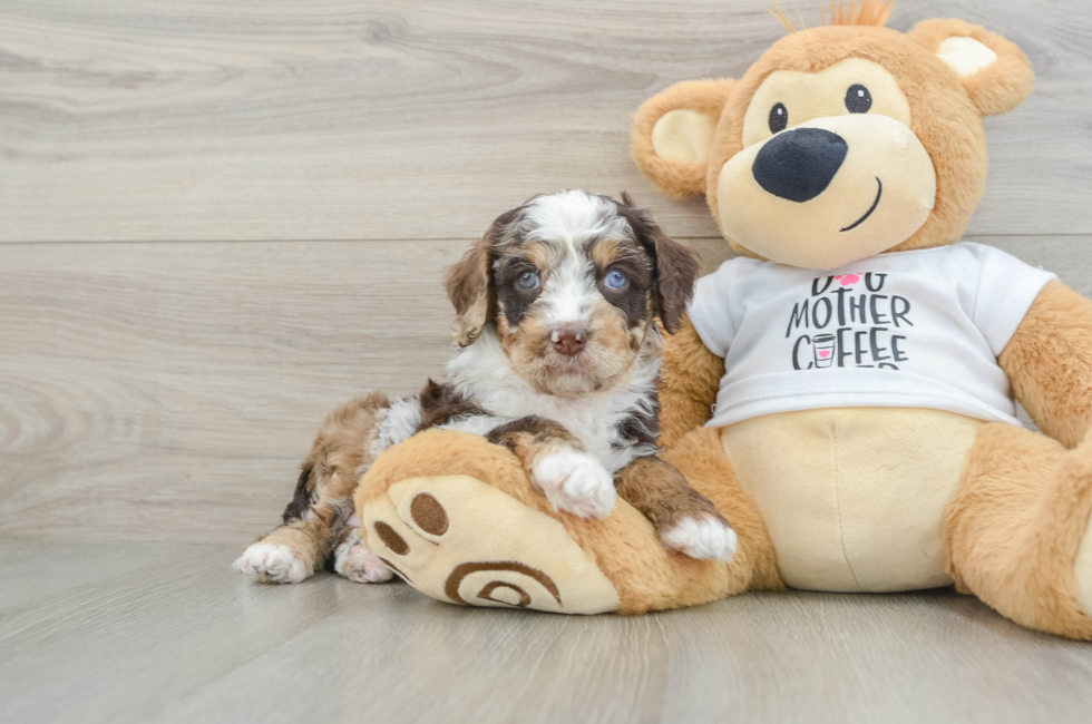 6 week old Cockapoo Puppy For Sale - Premier Pups