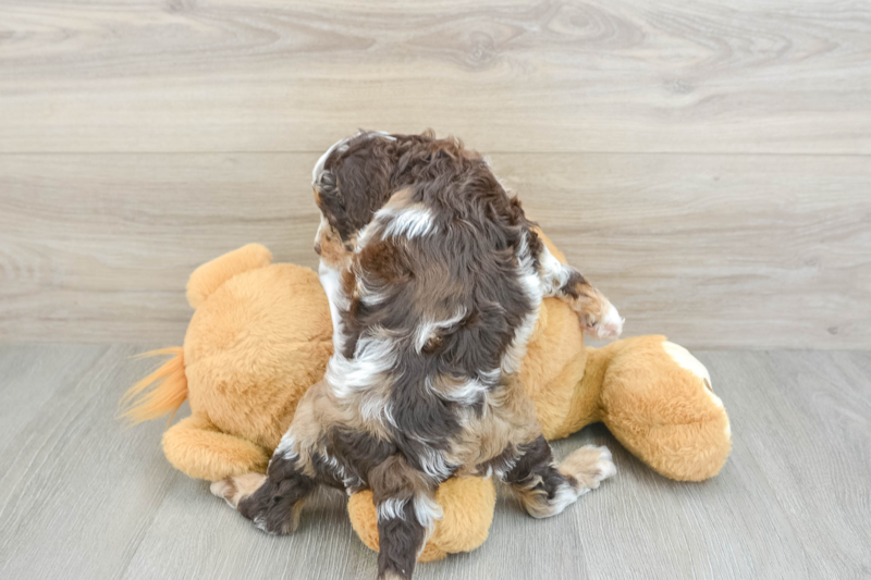 Meet Felicity - our Cockapoo Puppy Photo 2/3 - Premier Pups