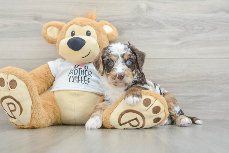 Meet Felicity - our Cockapoo Puppy Photo 3/3 - Premier Pups