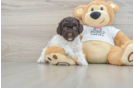 Fluffy Cockapoo Poodle Mix Pup