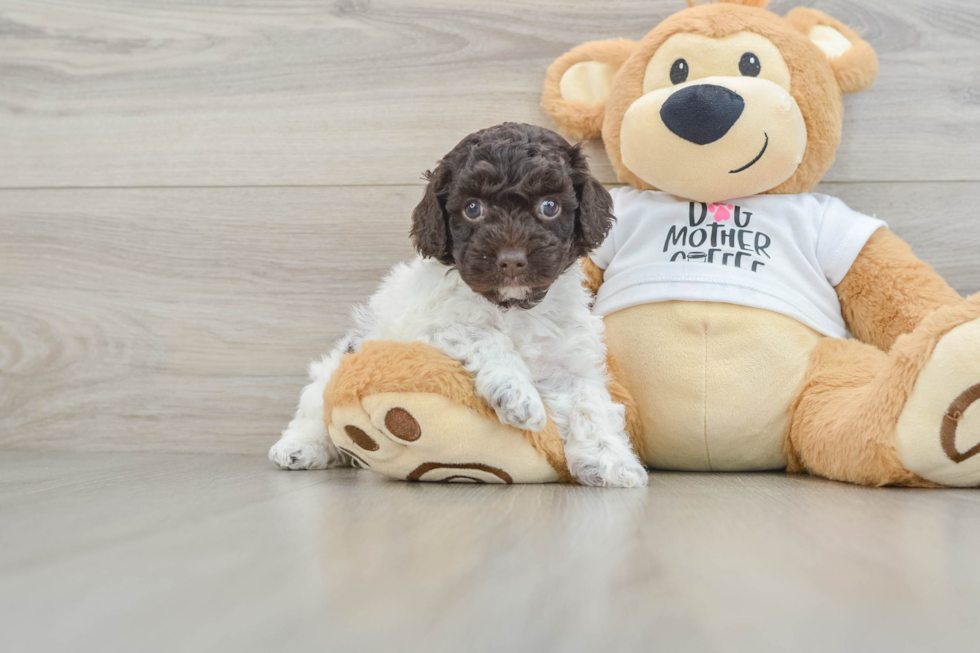 Fluffy Cockapoo Poodle Mix Pup