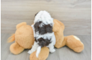 Small Cockapoo Baby