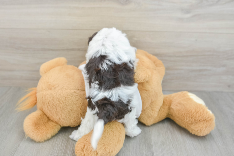 Small Cockapoo Baby