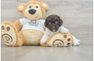 Funny Cockapoo Poodle Mix Pup