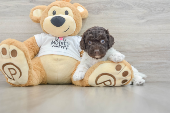 Funny Cockapoo Poodle Mix Pup