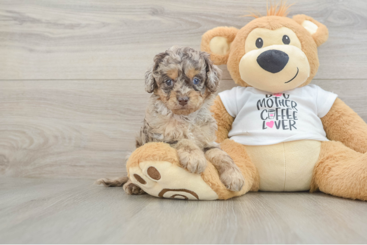 Smart Cockapoo Poodle Mix Pup