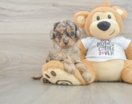 6 week old Cockapoo Puppy For Sale - Premier Pups