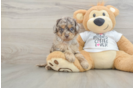 Smart Cockapoo Poodle Mix Pup